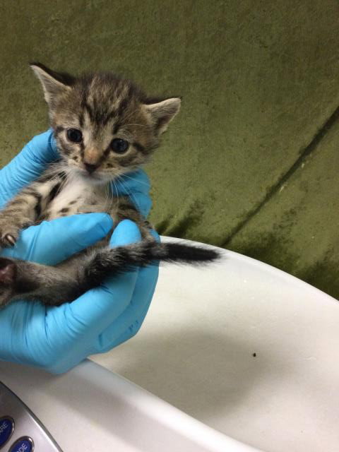 MISTY, Baby Domestic Short Hair (medium coat), cat for adoption in Alhambra, California