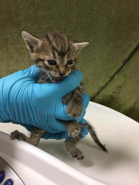 PIKACHU, Baby Domestic Short Hair (medium coat), cat for adoption in Alhambra, California