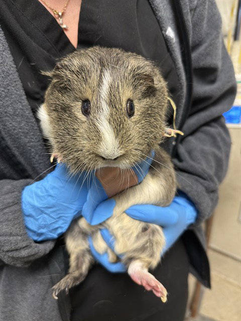 GINGER - Guinea Pig available for adoption