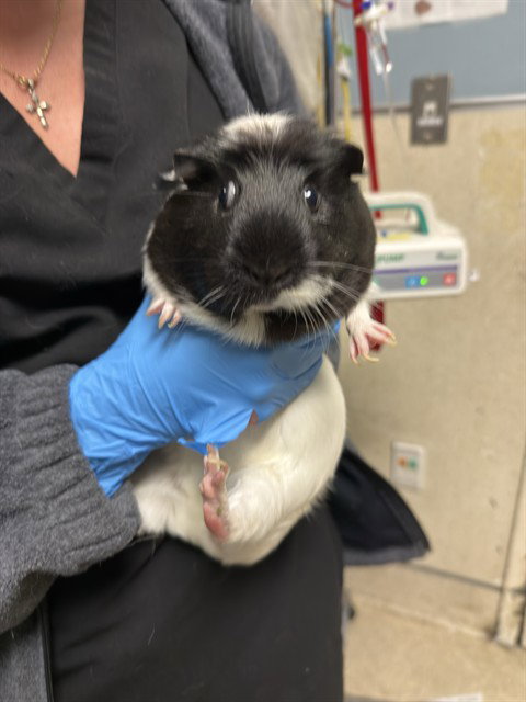 SNOWBALL - Guinea Pig available for adoption