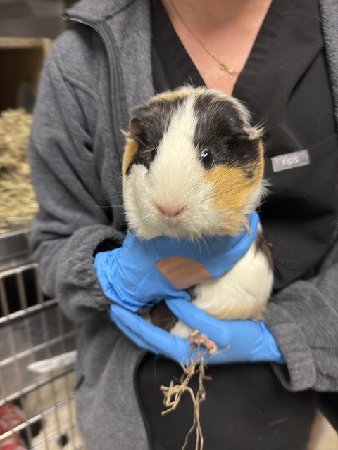 PUMPKIN - Guinea Pig available for adoption