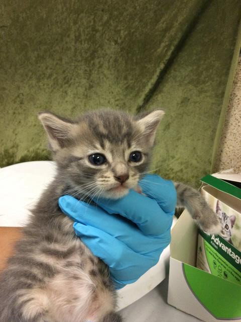PINKY, Baby Domestic Short Hair (medium coat), cat for adoption in Alhambra, California