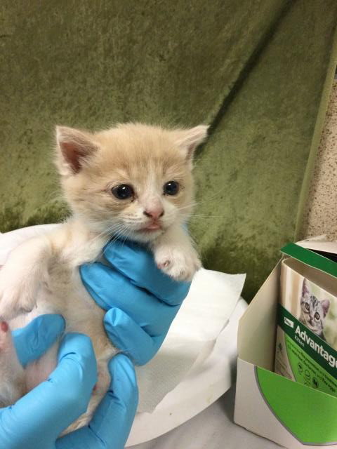 SLINKIE, Baby Domestic Short Hair (medium coat), cat for adoption in Alhambra, California