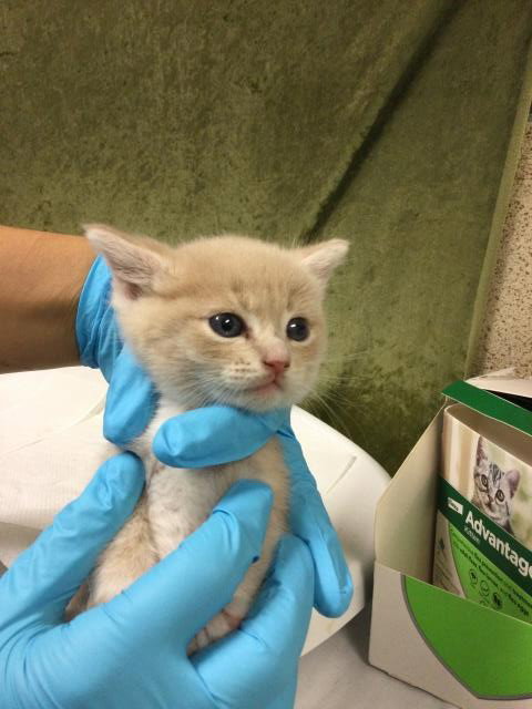 LINKIE, Baby Domestic Short Hair (medium coat), cat for adoption in Alhambra, California