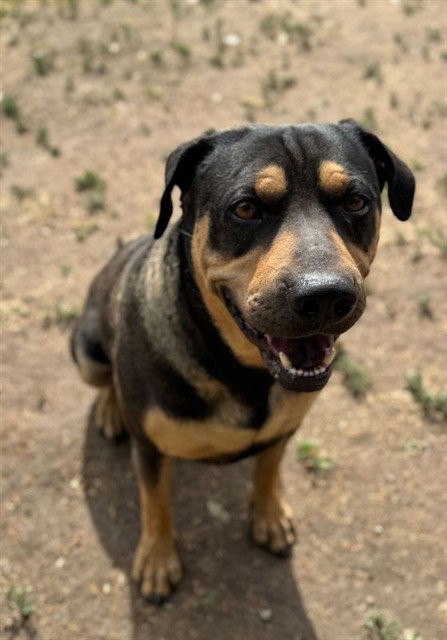FREDDIE K, an adoptable Rottweiler in Riverside, CA