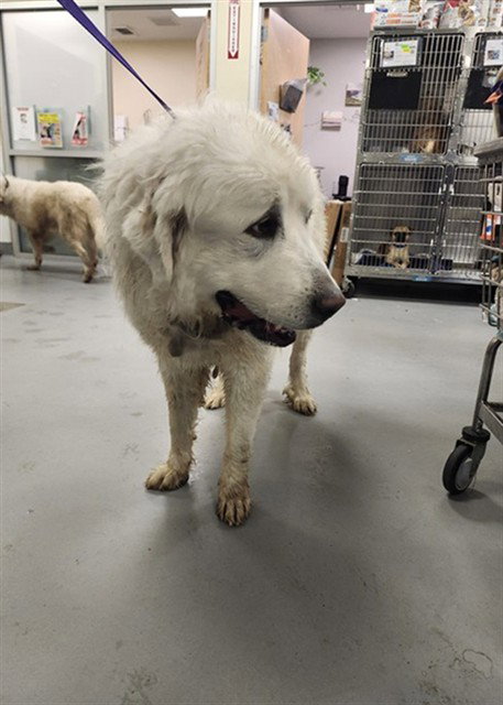 THOMAS, an adoptable Great Pyrenees in Riverside, CA