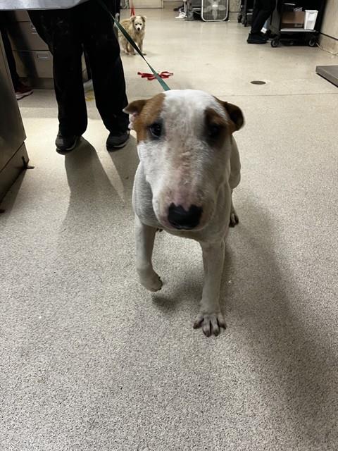 WOODY, an adoptable Bull Terrier in Riverside, CA
