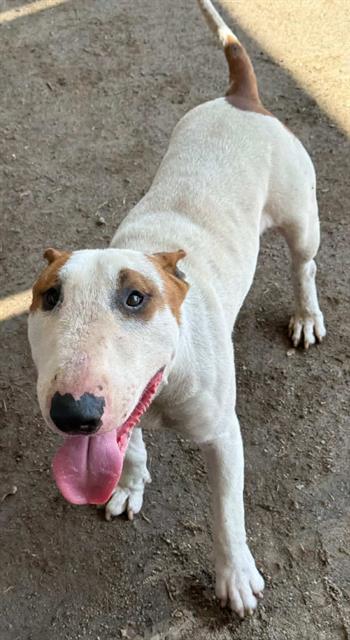 WOODY, an adoptable Bull Terrier in Riverside, CA