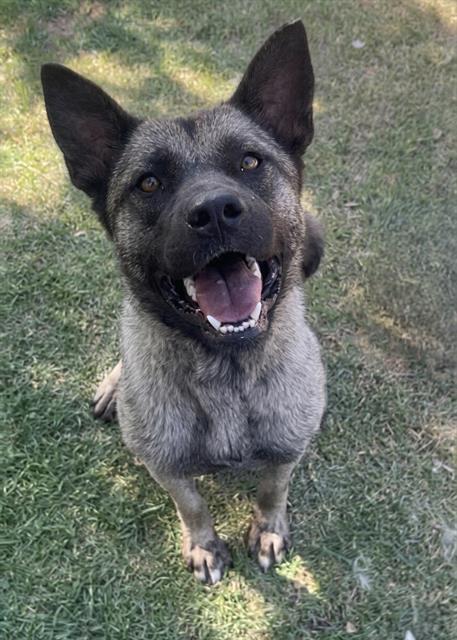 WENDY, an adoptable Akita in Riverside, CA