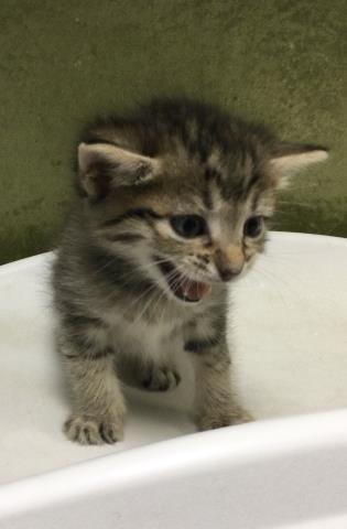 JACKJACK, Baby Domestic Short Hair (medium coat), cat for adoption in Alhambra, California