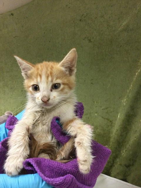 GARLIC, Baby Domestic Short Hair (medium coat), cat for adoption in Alhambra, California
