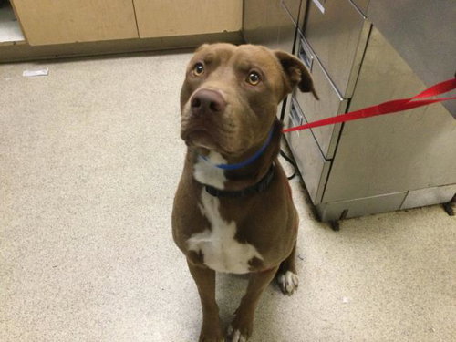 KOBY - American Pit Bull Terrier available for adoption