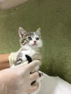 BABY DAISY - Photo 1