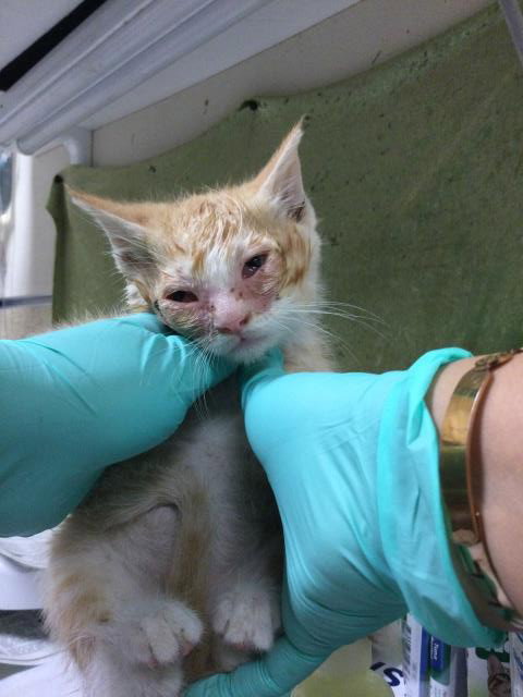 RAPTOR, Baby Domestic Short Hair (medium coat), cat for adoption in Alhambra, California