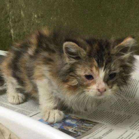 MILA, Baby Domestic Long Hair (medium coat), cat for adoption in Alhambra, California