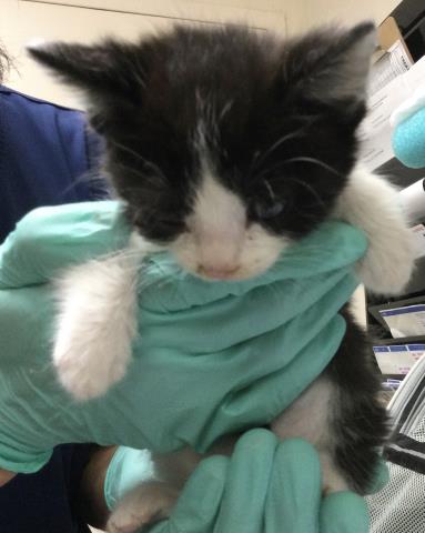 FOIN, Baby Domestic Short Hair (medium coat), cat for adoption in Alhambra, California