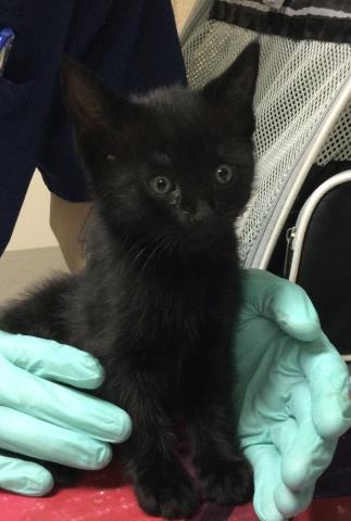 JAL, Baby Domestic Short Hair (medium coat), cat for adoption in Alhambra, California