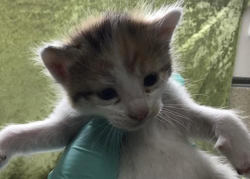 A1915828, Baby Domestic Short Hair (medium coat), cat for adoption in Alhambra, California
