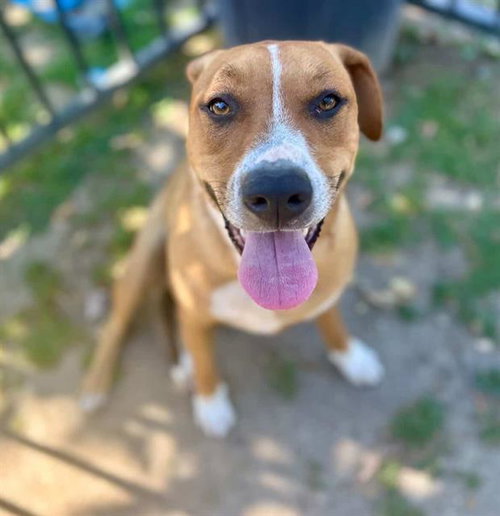 PADME, an adoptable Boxer in Riverside, CA