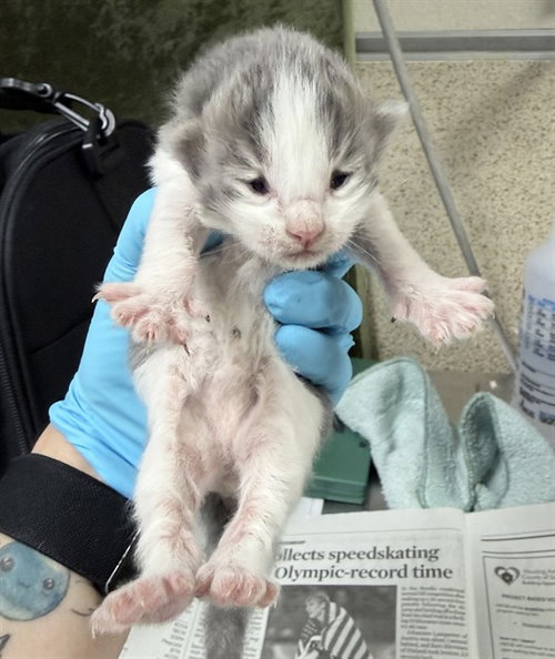 PEETIE, Baby Domestic Short Hair (medium coat), cat for adoption in Alhambra, California