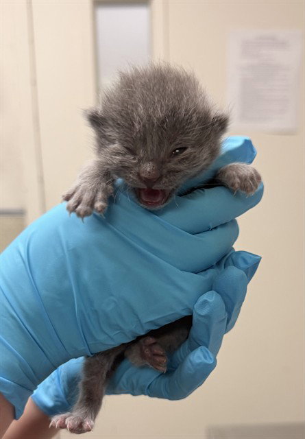 BEETIE, Baby Domestic Short Hair (medium coat), cat for adoption in Alhambra, California