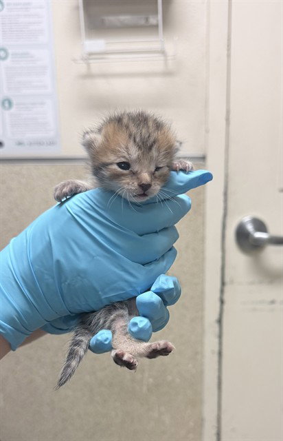 TWEETIE, Baby Domestic Short Hair (medium coat), cat for adoption in Alhambra, California