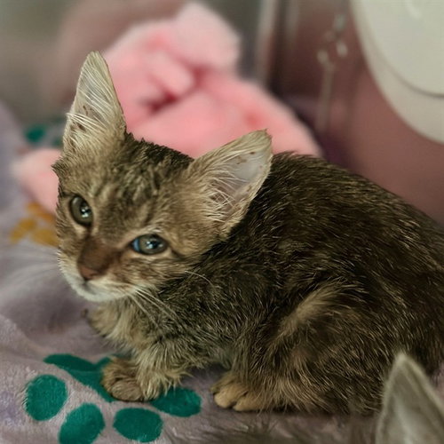 TWEETIE, Baby Domestic Short Hair (medium coat), cat for adoption in Diamond Bar, California