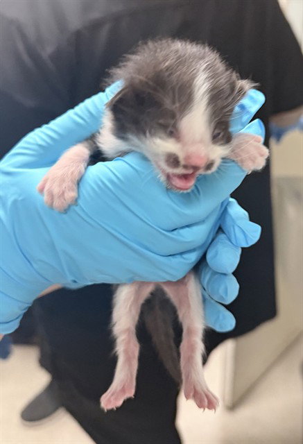 SWEETIE, Baby Domestic Short Hair (medium coat), cat for adoption in Alhambra, California