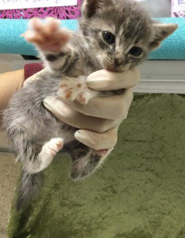 HADASSAN, Baby Domestic Short Hair (medium coat), cat for adoption in Alhambra, California