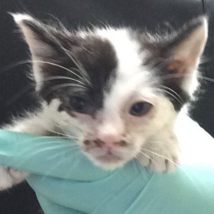 A1916108, Baby Domestic Short Hair (medium coat), cat for adoption in Alhambra, California