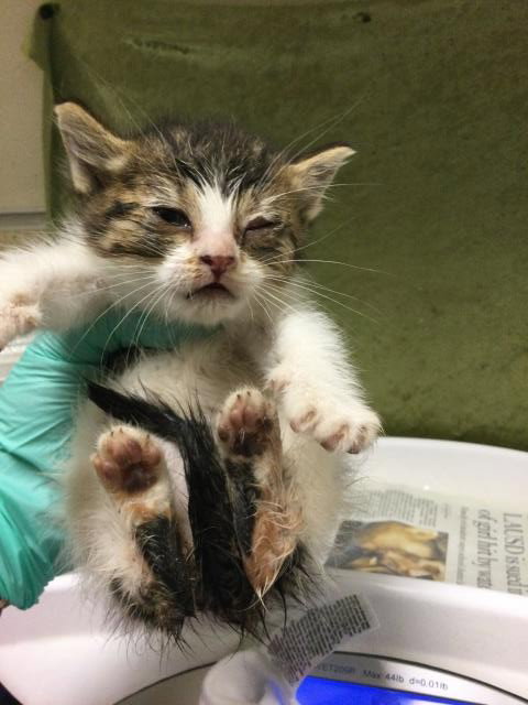 A1916109, Baby Domestic Short Hair (medium coat), cat for adoption in Alhambra, California