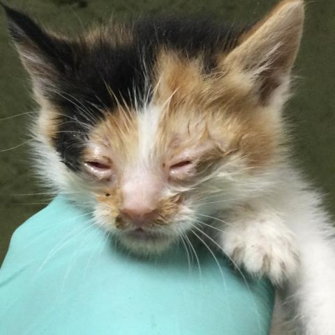 A1916111, Baby Domestic Short Hair (medium coat), cat for adoption in Alhambra, California