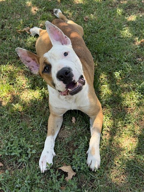 ANGUS BOY, an adoptable American Pit Bull Terrier in Riverside, CA