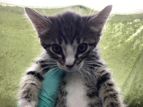 A1915833, Baby Domestic Short Hair (medium coat), cat for adoption in Alhambra, California