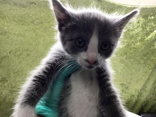 A1915835, Baby Domestic Short Hair (medium coat), cat for adoption in Alhambra, California