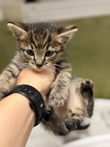 A1916119, Baby Domestic Short Hair (medium coat), cat for adoption in Alhambra, California
