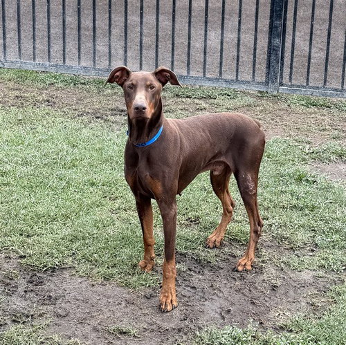 MACHIATTO, an adoptable Doberman Pinscher in Riverside, CA
