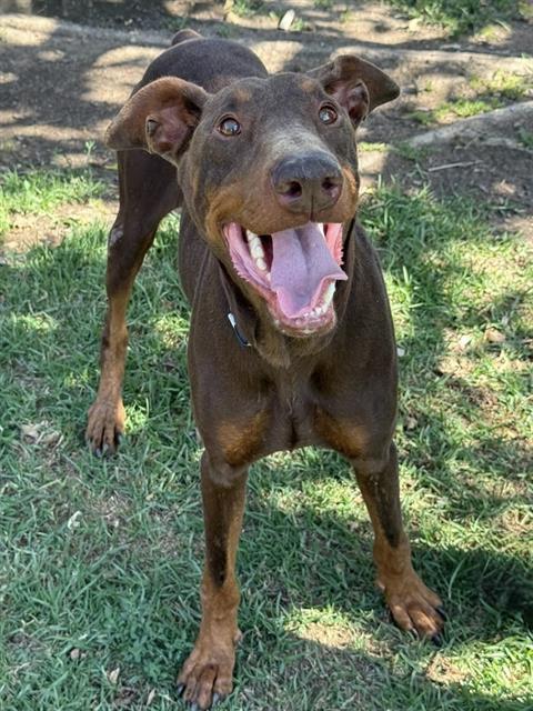 MACHIATTO, an adoptable Doberman Pinscher in Riverside, CA