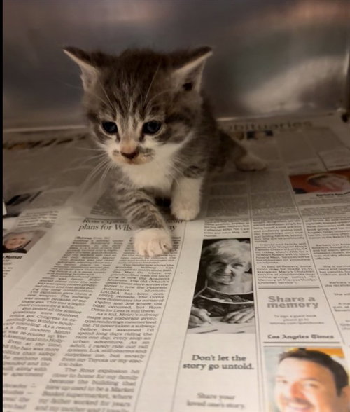 LEE, Baby Domestic Short Hair (medium coat), cat for adoption in Alhambra, California