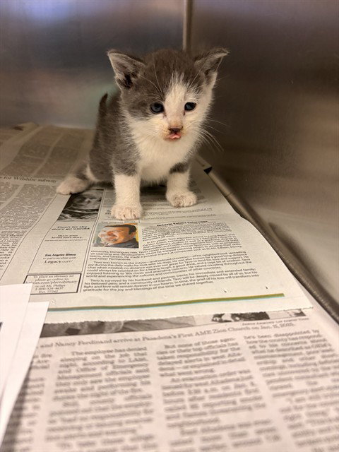 LUKE, Baby Domestic Short Hair (medium coat), cat for adoption in Alhambra, California