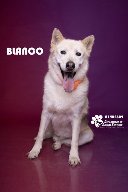 BLANCO