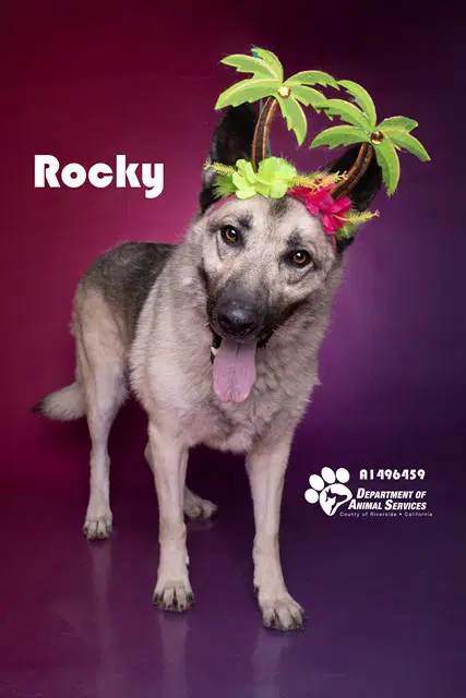 Rocky - German Shepherd Dog