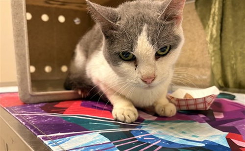 A1912795, Adult Domestic Short Hair (medium coat), cat for adoption in Alhambra, California