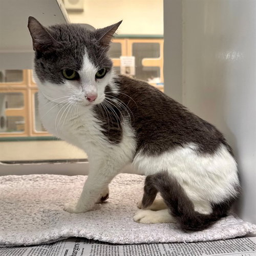 TRIXIE, Adult Domestic Short Hair (medium coat), cat for adoption in Diamond Bar, California
