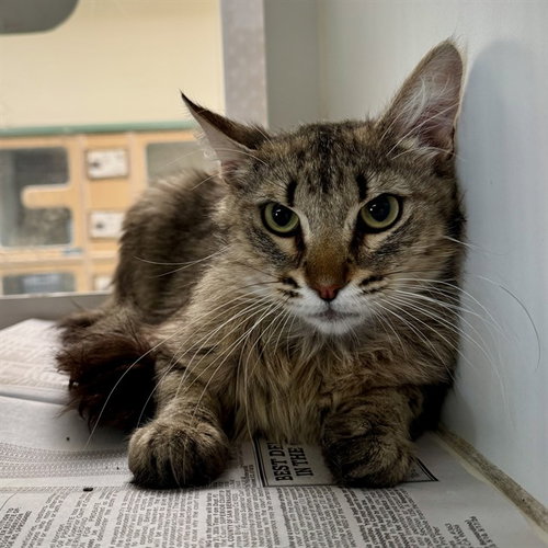 TIGRE, Adult Domestic Short Hair (medium coat), cat for adoption in Alhambra, California