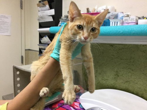 LUKE, Baby Domestic Short Hair (medium coat), cat for adoption in Alhambra, California