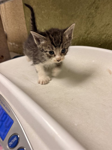 PHILIP, Baby Domestic Short Hair (medium coat), cat for adoption in Alhambra, California