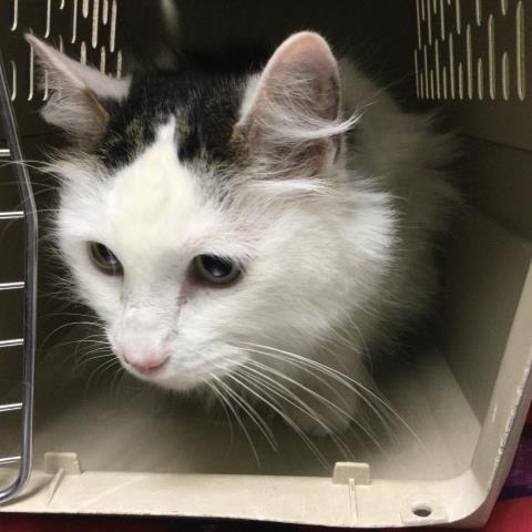 PUNKY, Senior Domestic Short Hair (medium coat), cat for adoption in Alhambra, California