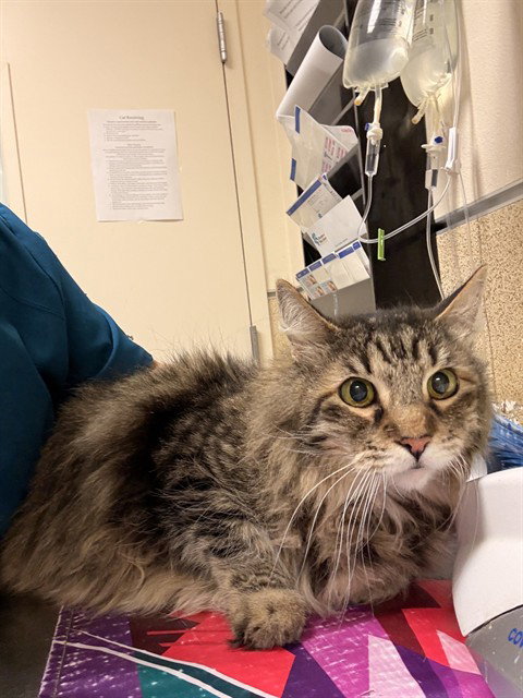 ROBIN, Adult Domestic Short Hair (medium coat), cat for adoption in Alhambra, California