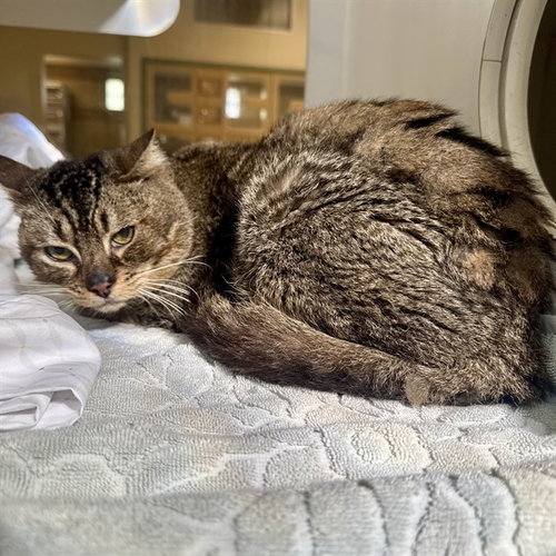 LINCOLN, Adult Domestic Short Hair (medium coat), cat for adoption in Alhambra, California